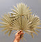 Large Natural Sun Palms// (5 stem Bundle)) // Naturally Grown and Preserved // Wedding Flowers // Dried Palms Assorted Sun Palms